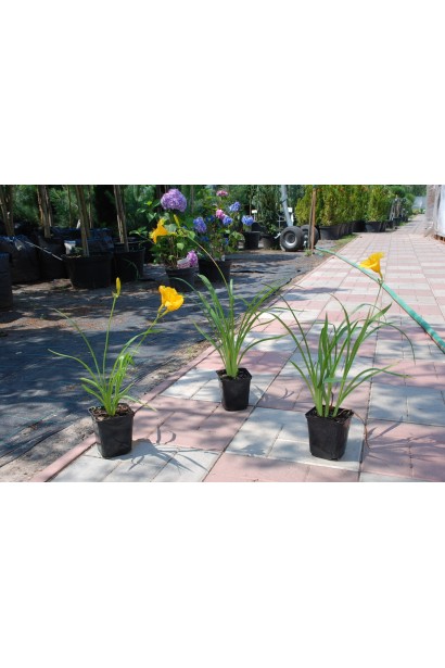 Лілійник гібридний Стелла де Оро  - 0,5-3л/вис.10-15см/Ø15-20см